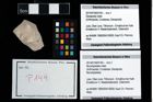 Foto (Objekt + Etikett) von Mundopsidae indet.  (NHMW-GEO-2014-0194-0149)